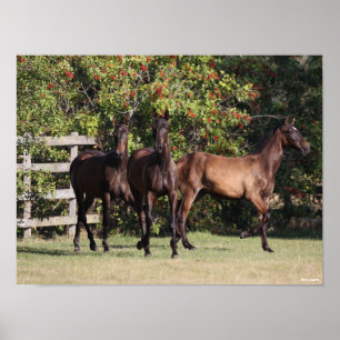 Bob Langrish   3 Jongeren uit Andalusië Poster