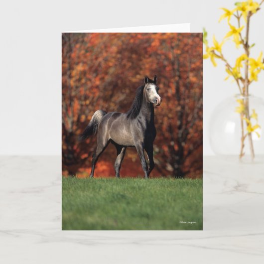 Bob Langrish | Achtergrond van het Arabische gymna Kaart (Gele Bloem)