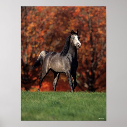 Bob Langrish | Achtergrond van het Arabische gymna Poster (Voorkant)