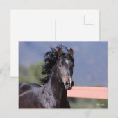 Bob Langrish | Achterste Andalusiaans hoofdschot Briefkaart (Voorkant / Achterkant)