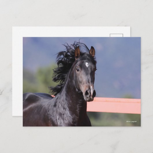 Bob Langrish | Achterste Andalusiaans hoofdschot Briefkaart (Voorkant / Achterkant)