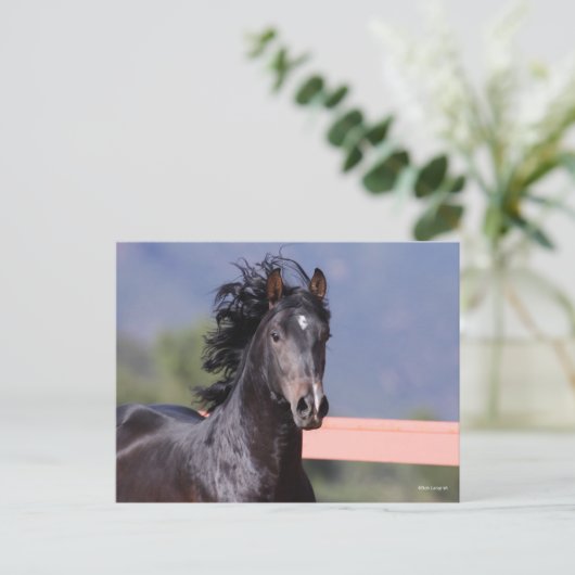 Bob Langrish | Achterste Andalusiaans hoofdschot Briefkaart (Staand voorkant)