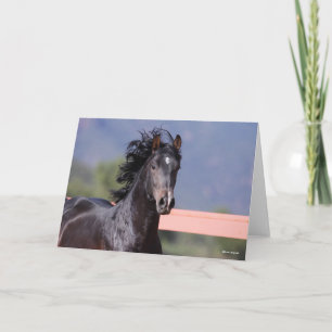 Bob Langrish   Achterste Andalusiaans hoofdschot Kaart