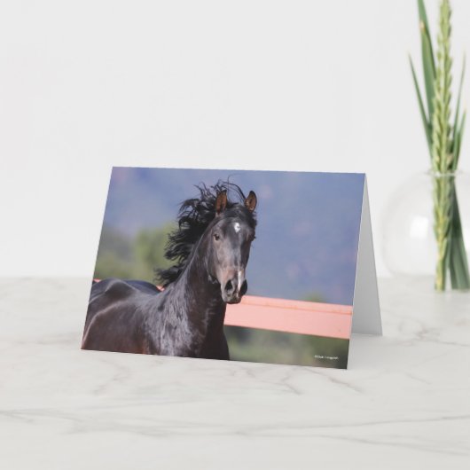 Bob Langrish | Achterste Andalusiaans hoofdschot Kaart (Voorkant)