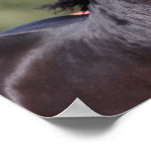 Bob Langrish | Achterste Andalusiaans hoofdschot Poster (Hoek)