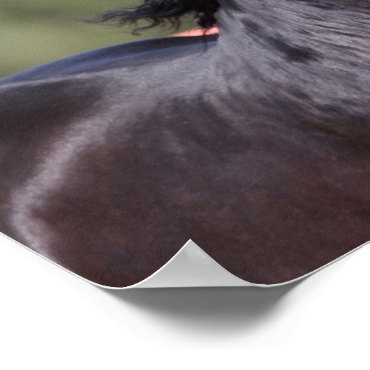 Bob Langrish | Achterste Andalusiaans hoofdschot Poster (Hoek)