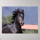 Bob Langrish | Achterste Andalusiaans hoofdschot Poster (Voorkant)