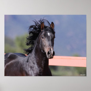 Bob Langrish   Achterste Andalusiaans hoofdschot Poster