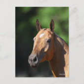 Bob Langrish | Akhal Teke Headshot Briefkaart (Voorkant)