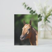 Bob Langrish | Akhal Teke Headshot Briefkaart (Staand voorkant)