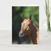 Bob Langrish | Akhal Teke Headshot Kaart (Voorkant)