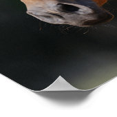 Bob Langrish | Akhal Teke Headshot Poster (Hoek)