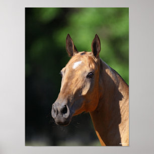 Bob Langrish   Akhal Teke Headshot Poster