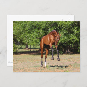 Bob Langrish   Akhal Teke Stallion Leaping Briefkaart