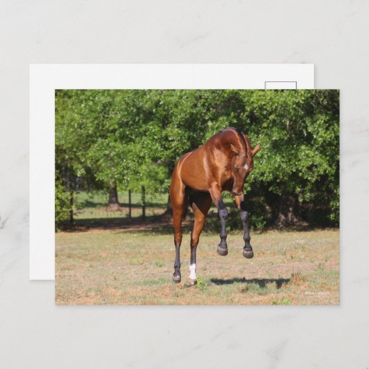 Bob Langrish | Akhal Teke Stallion Leaping Briefkaart (Voorkant / Achterkant)