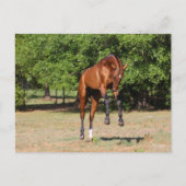 Bob Langrish | Akhal Teke Stallion Leaping Briefkaart (Voorkant)