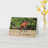 Bob Langrish | Akhal Teke Stallion Leaping Kaart (Gele Bloem)