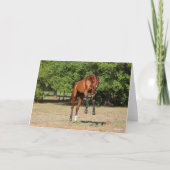 Bob Langrish | Akhal Teke Stallion Leaping Kaart (Voorkant)