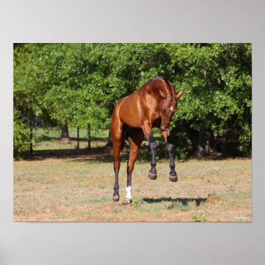 Bob Langrish | Akhal Teke Stallion Leaping Poster (Voorkant)