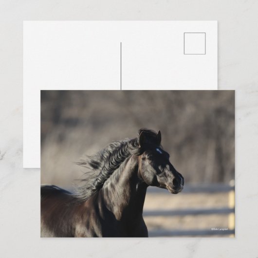 Bob Langrish | Andalucian Headshot Mane stroming Briefkaart (Voorkant / Achterkant)