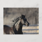Bob Langrish | Andalucian Headshot Mane stroming Briefkaart (Voorkant)