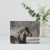 Bob Langrish | Andalucian Headshot Mane stroming Briefkaart (Staand voorkant)