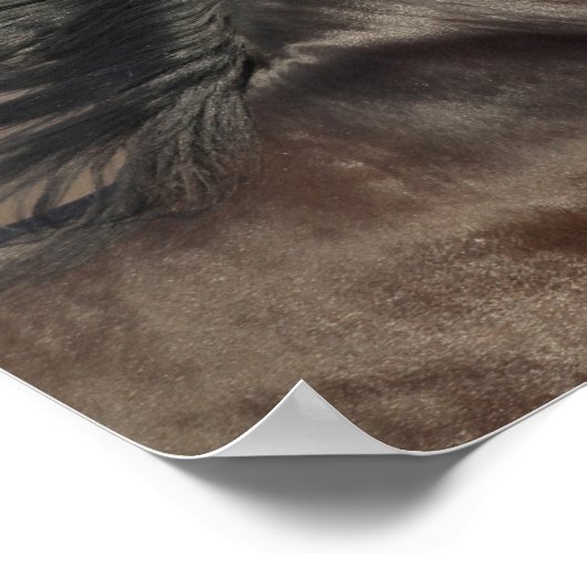 Bob Langrish | Andalucian Headshot Mane stroming Poster (Hoek)