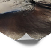 Bob Langrish | Andalucian Headshot Mane stroming Poster (Hoek)