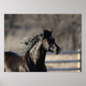 Bob Langrish | Andalucian Headshot Mane stroming Poster (Voorkant)
