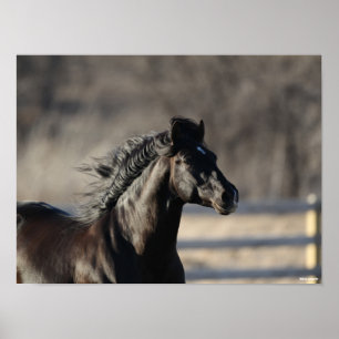 Bob Langrish   Andalucian Headshot Mane stroming Poster