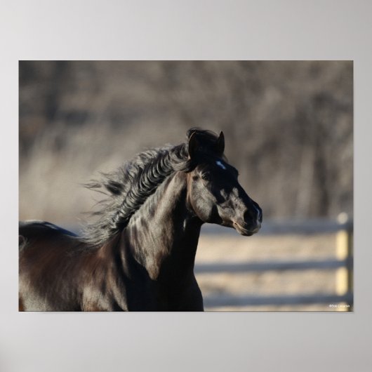 Bob Langrish | Andalucian Headshot Mane stroming Poster (Voorkant)