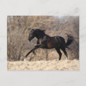 Bob Langrish | Andalucian Running Briefkaart (Voorkant)