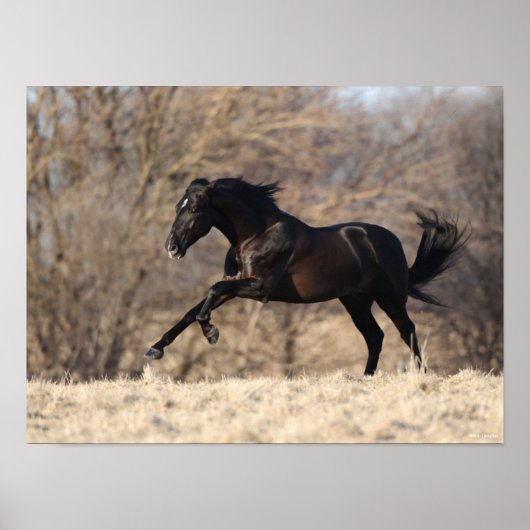 Bob Langrish | Andalucian Running Poster (Voorkant)