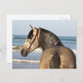 Bob Langrish | Andalucian Stallion Headshot Zee Briefkaart (Voorkant / Achterkant)