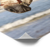 Bob Langrish | Andalucian Stallion Headshot Zee Poster (Hoek)