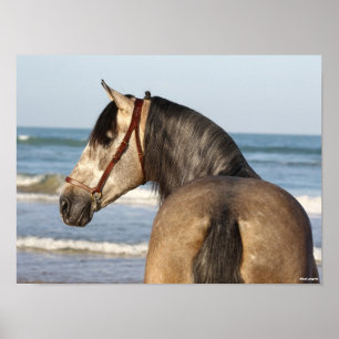 Bob Langrish Andalucian Stallion Headshot Zee Poster