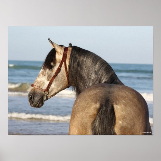 Bob Langrish | Andalucian Stallion Headshot Zee Poster (Voorkant)