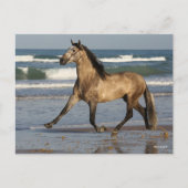 Bob Langrish Andalucian Stallion op strand Briefkaart (Voorkant)