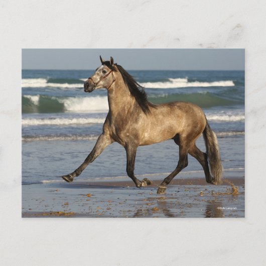 Bob Langrish Andalucian Stallion op strand Briefkaart (Voorkant)