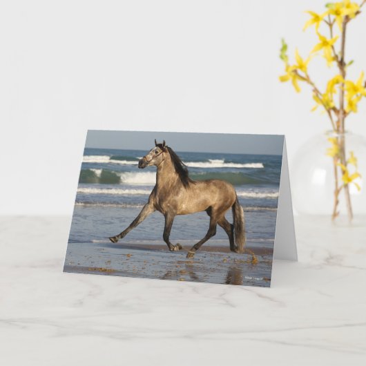 Bob Langrish Andalucian Stallion op strand Kaart (Gele Bloem)