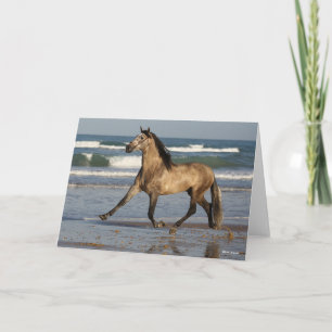 Bob Langrish Andalucian Stallion op strand Kaart