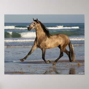 Bob Langrish Andalucian Stallion op strand Poster