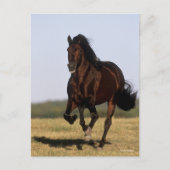 Bob Langrish | Andalucian Stallion Running Briefkaart (Voorkant)