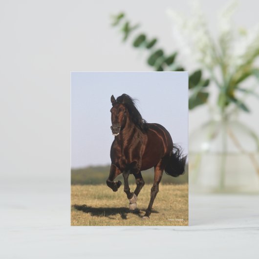 Bob Langrish | Andalucian Stallion Running Briefkaart (Staand voorkant)