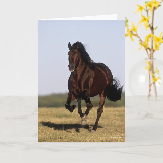 Bob Langrish | Andalucian Stallion Running Kaart (Gele Bloem)