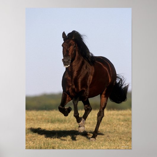 Bob Langrish | Andalucian Stallion Running Poster (Voorkant)