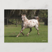 Bob Langrish | Appaloosa aan de gang Briefkaart (Voorkant)