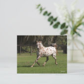 Bob Langrish | Appaloosa aan de gang Briefkaart (Staand voorkant)