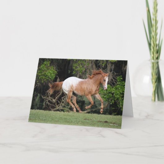 Bob Langrish | Appaloosa aan de gang Kaart (Voorkant)