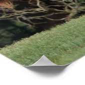 Bob Langrish | Appaloosa aan de gang Poster (Hoek)